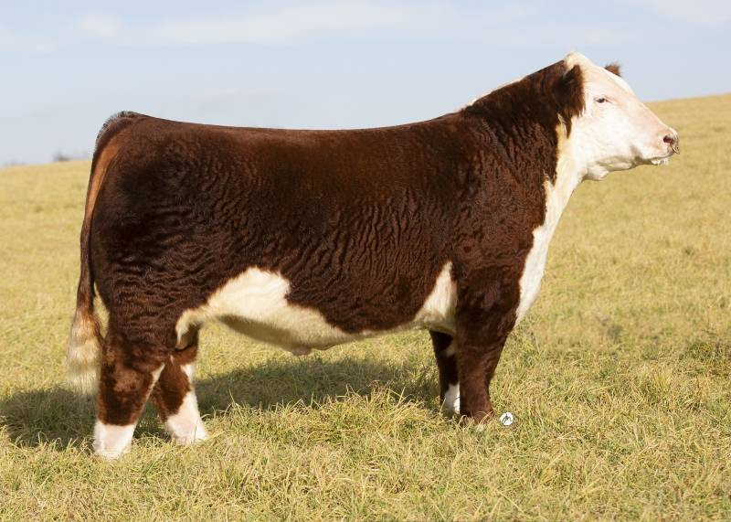 RW KLD RUGER 109 7029 ET • Cattle Visions • Premier Multi-Breed