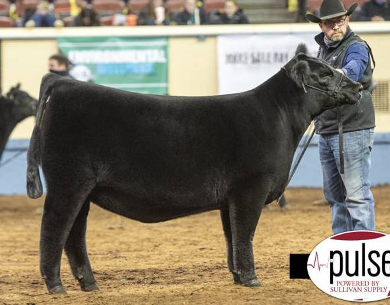 SCC SCH 24 Karat 838 • Cattle Visions • Premier Multi-Breed