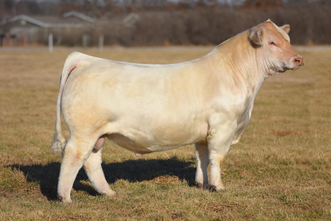 SHF ABSOLUTE 1508 • Cattle Visions • Premier Multi-Breed