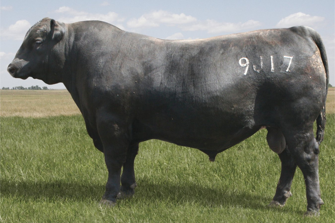 SS Incentive 9J17 • Cattle Visions • Premier Multi-Breed