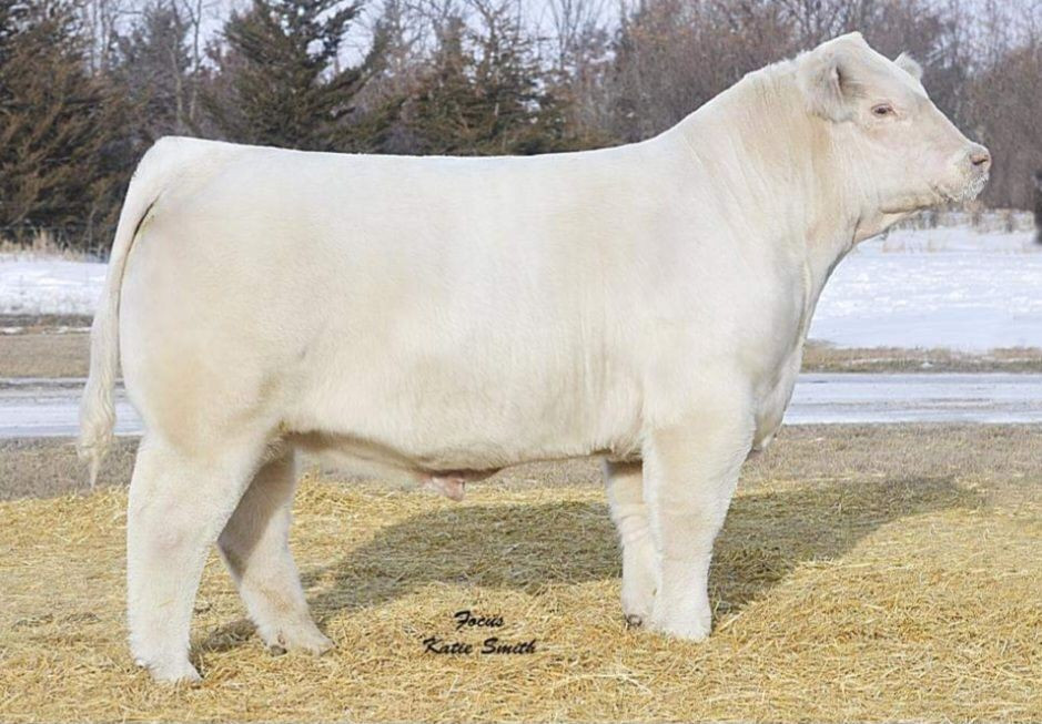 TR MR Diablo 2742Z ET - CATTLE VISIONS