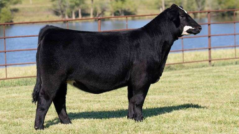 W/C BANKROLL 811D • Cattle Visions • Premier Multi-Breed