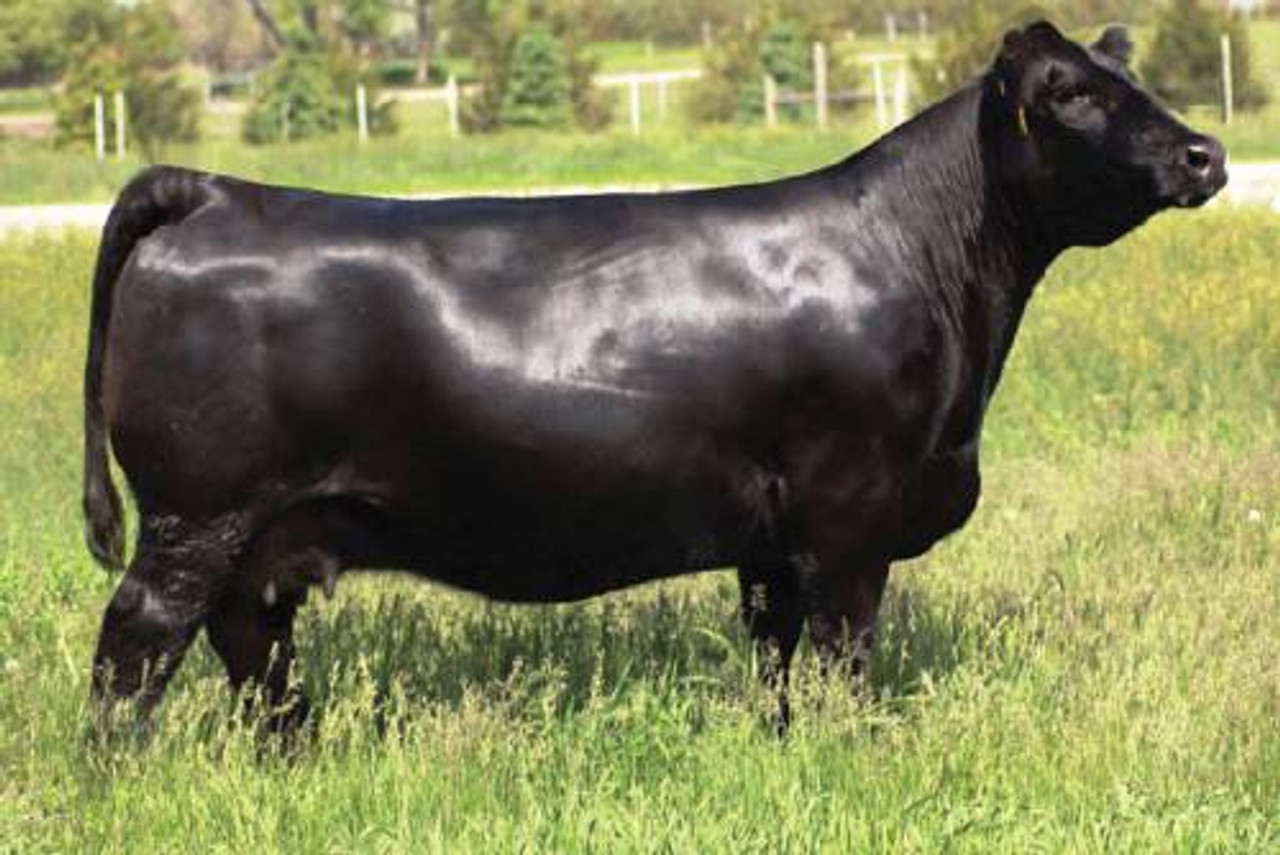 W/C FULLY LOADED 90D • Cattle Visions • Premier Multi-Breed