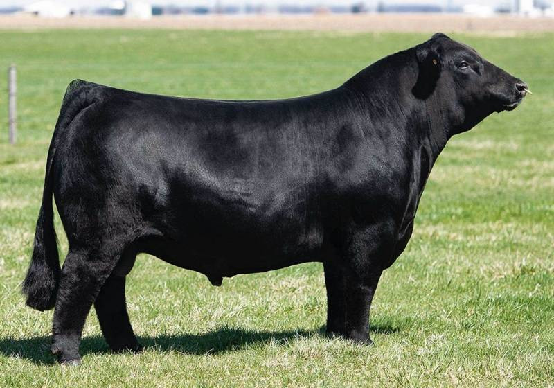 WLE BLACK MAMBA G203 • Cattle Visions • Premier Multi-Breed Online