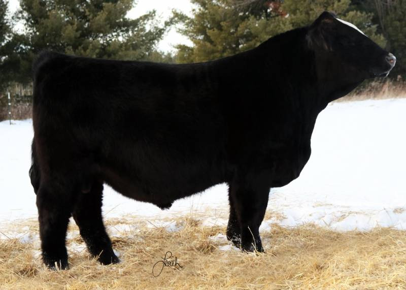 邦楽 COW COW was INNOCENT. ea0346dd49c351e612bb149decc54c