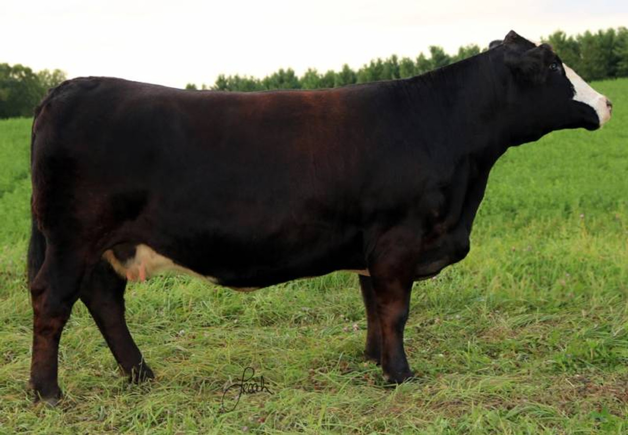 ZCC REVOLUTION E9508 • Cattle Visions • Premier Multi-Breed