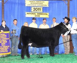 ZKCC CHOPPER 844U • Cattle Visions • Premier Multi-Breed Online