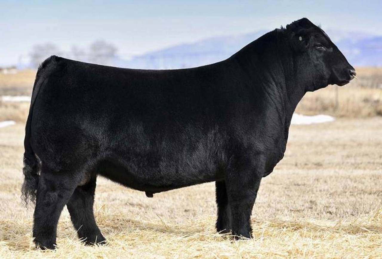 BMWC IN CONTROL 404F • Cattle Visions • Premier Multi-Breed