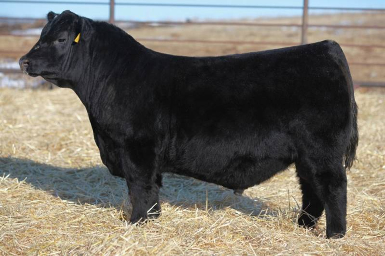 blackmeans brahman 法被 blackmeans brahman 法被