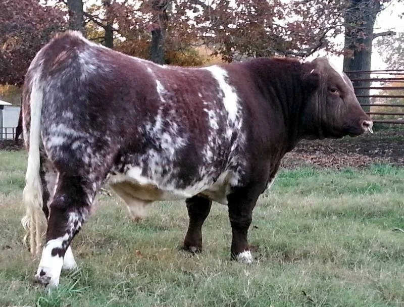 CFS/LAKESIDE ROOSTER 394 ET • Cattle Visions • Premier Multi-Breed ...