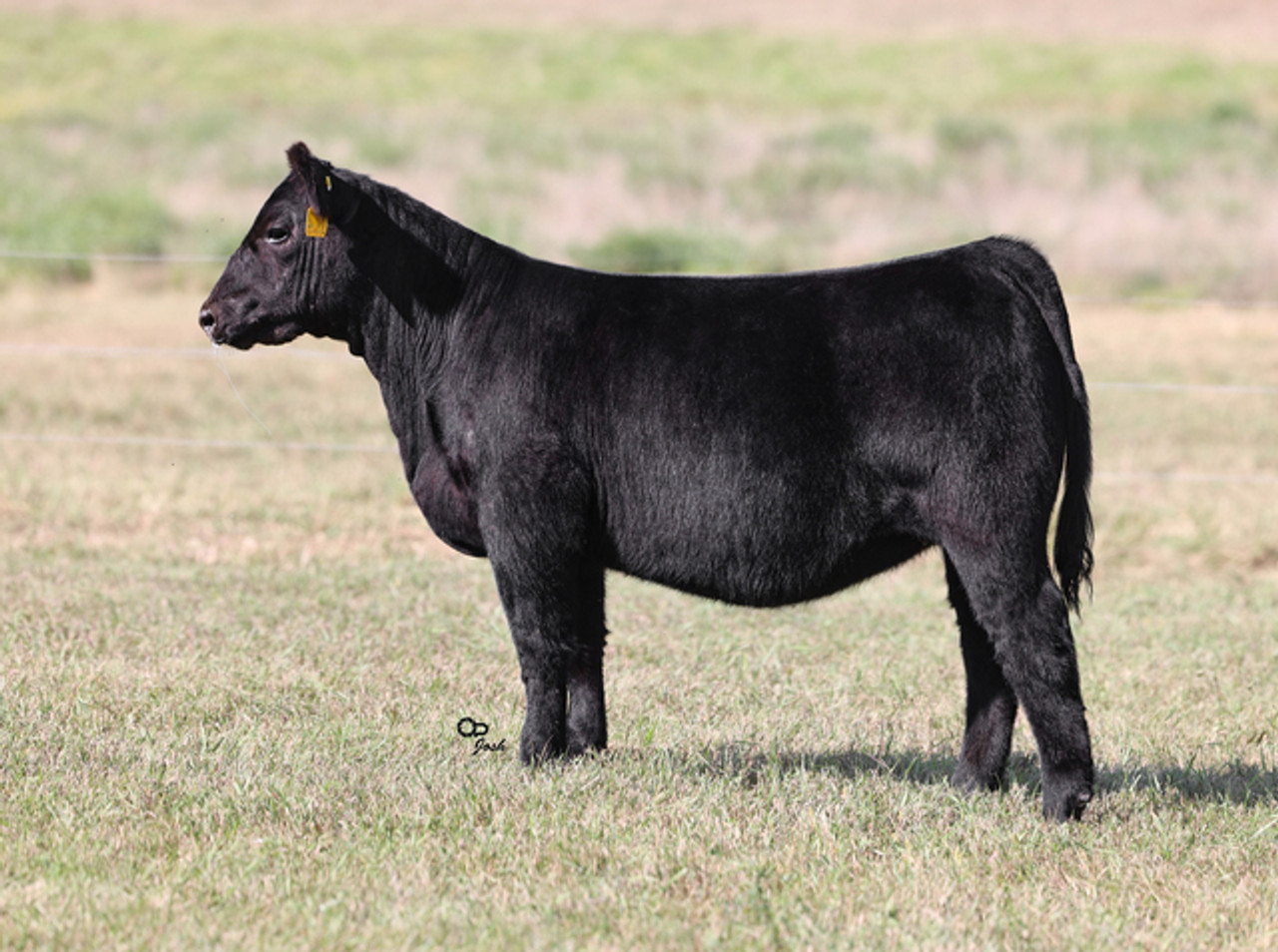 BLACK Bull　8枚 1272284_01.jpg.jpeg?width=750