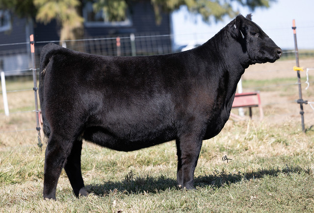 Collison Alpha • Cattle Visions • Premier Multi-Breed Online Semen ...