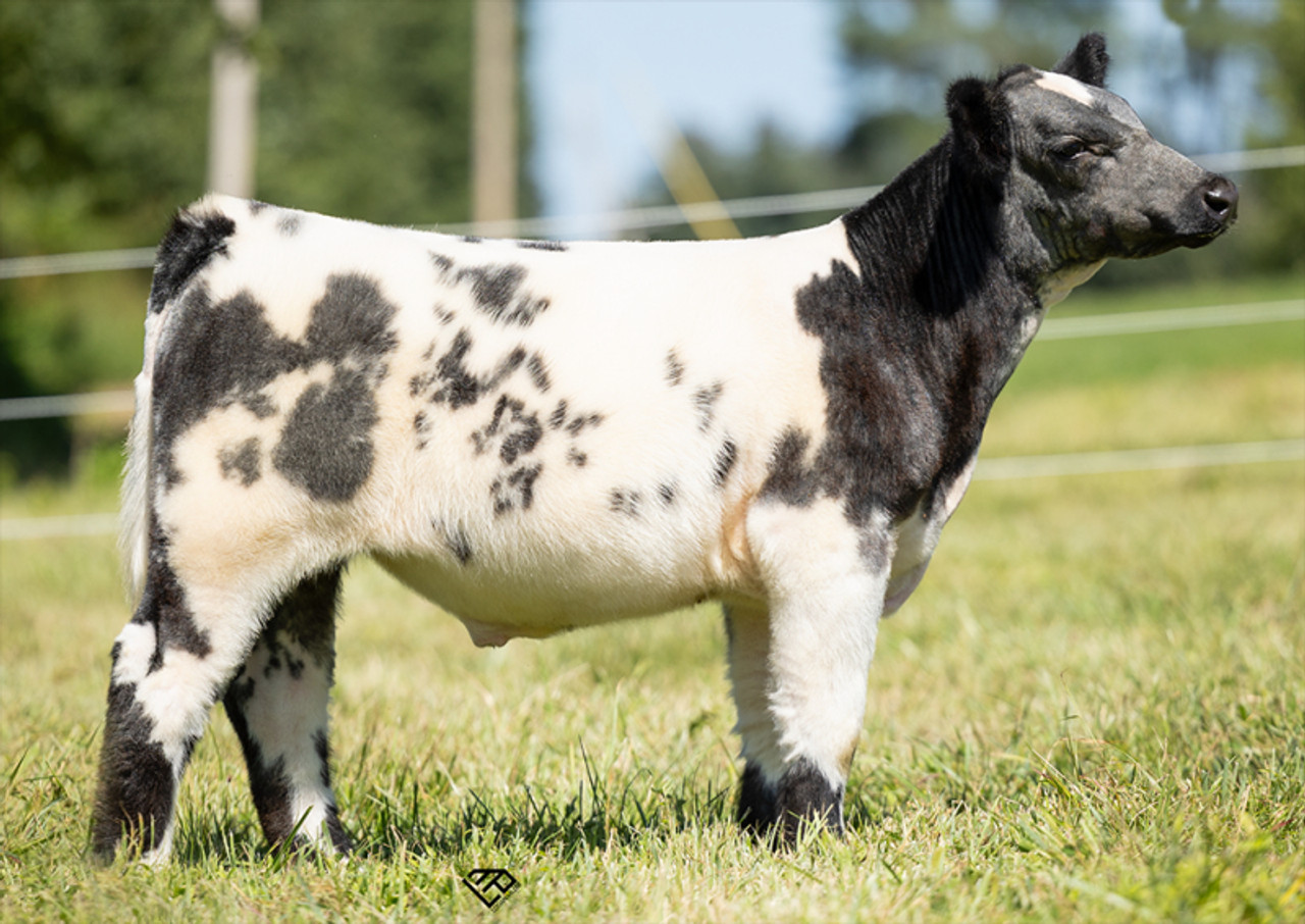 CICM CANDY MAN CAN • Cattle Visions • Premier Multi-Breed
