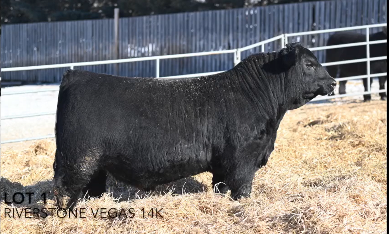 Riverstone Vegas 49H • Cattle Visions • Premier Multi-Breed Online ...