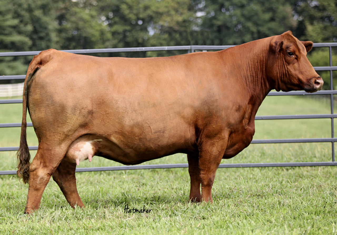 WHF NEXT UP H243 • Cattle Visions • Premier Multi-Breed Online 