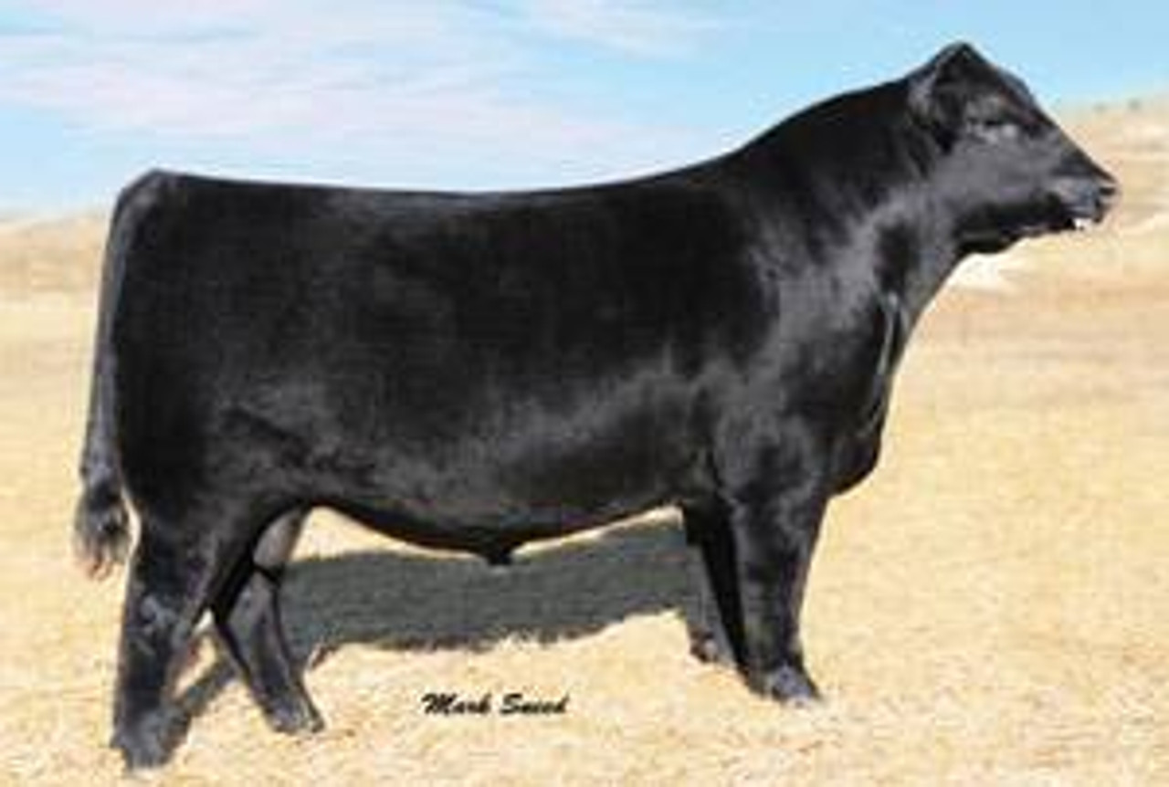 Connealy Final Product • Cattle Visions • Premier Multi