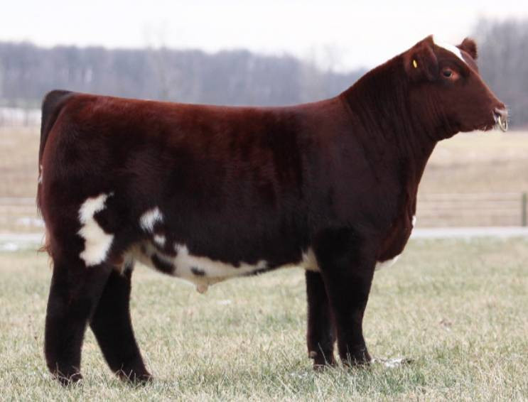 CSF LONG LOOK HC 706 • Cattle Visions • Premier Multi-Breed Online