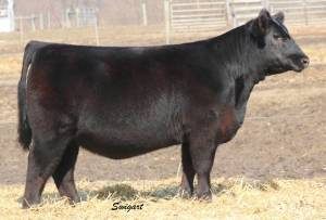 BLACK Bull　8枚 Vanguard Off-Road Black Powdercoat Optimus LED Bull Bar