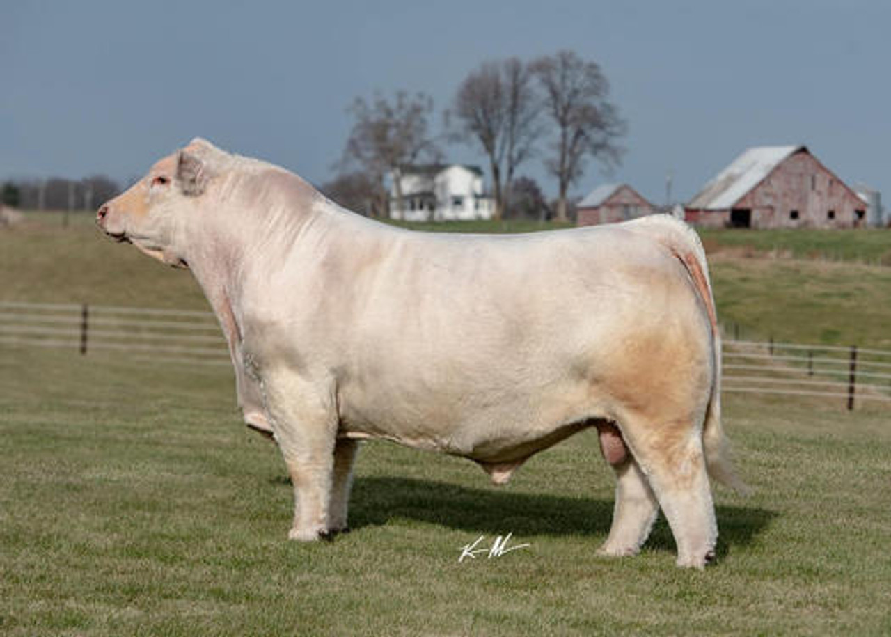 DF MR OUTRAGEOUS 64G • Cattle Visions • Premier Multi-Breed