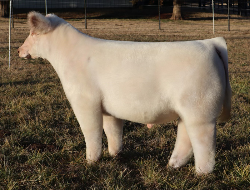 SLBL WHITE CLAW 020H ET • Cattle Visions • Premier Multi-Breed