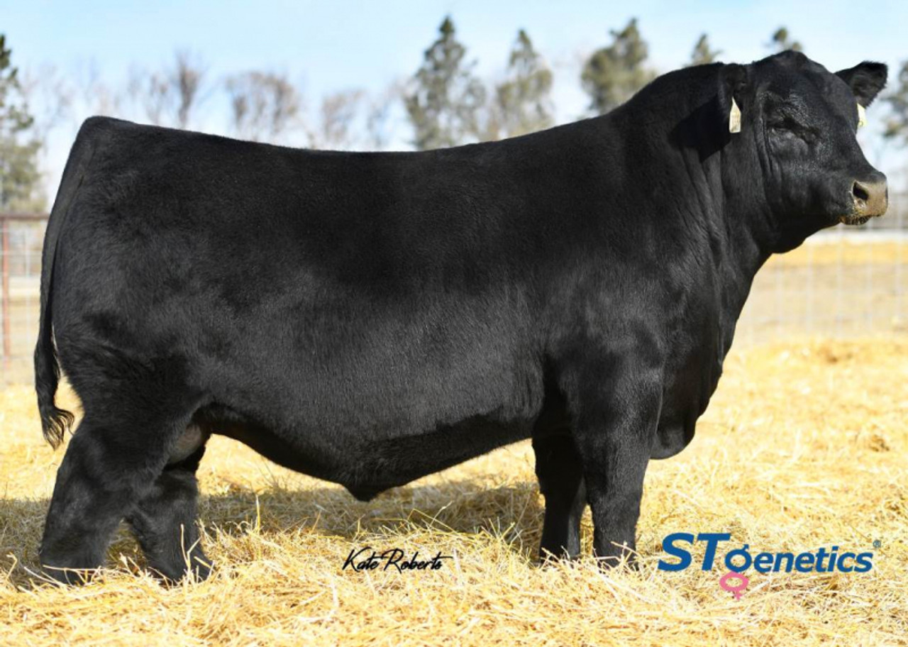 S A V Magnum 1335 • Cattle Visions • Premier Multi-Breed