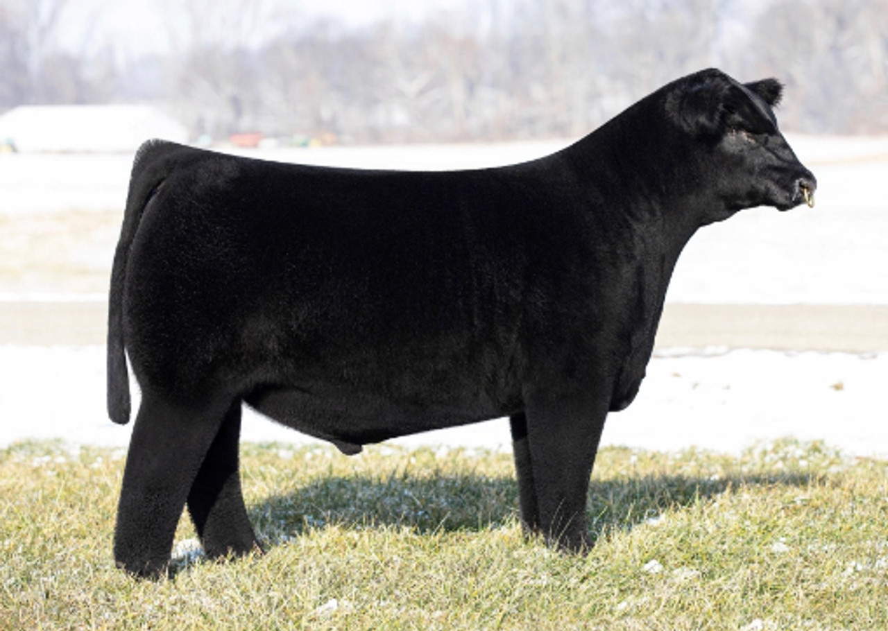 Mil Made 4 This 87h Et • Cattle Visions • Premier Multi-breed Online 