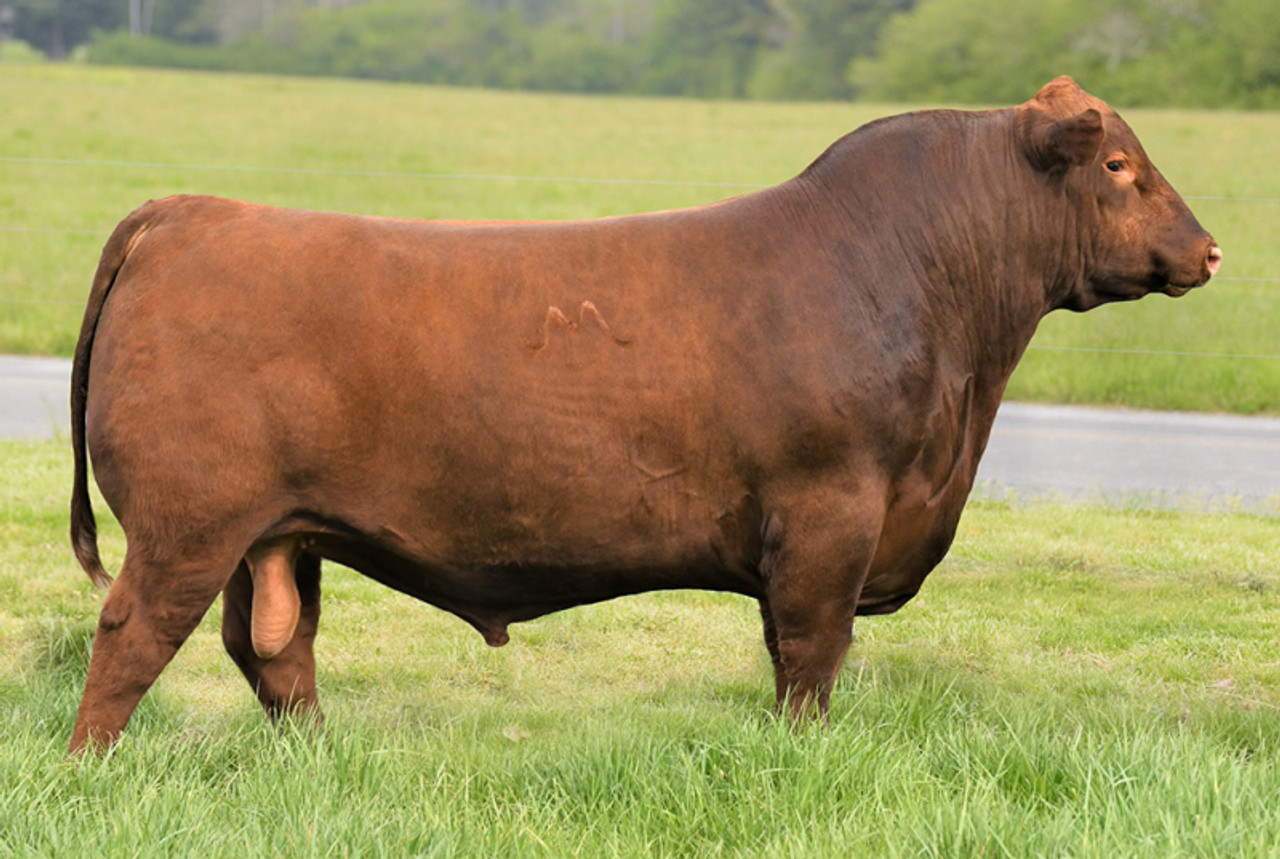 Why Sheep? ‎– Sampling Concerto Capricorn Concerto (piano reduction) - FL/OB/TPT/PN - Trevco