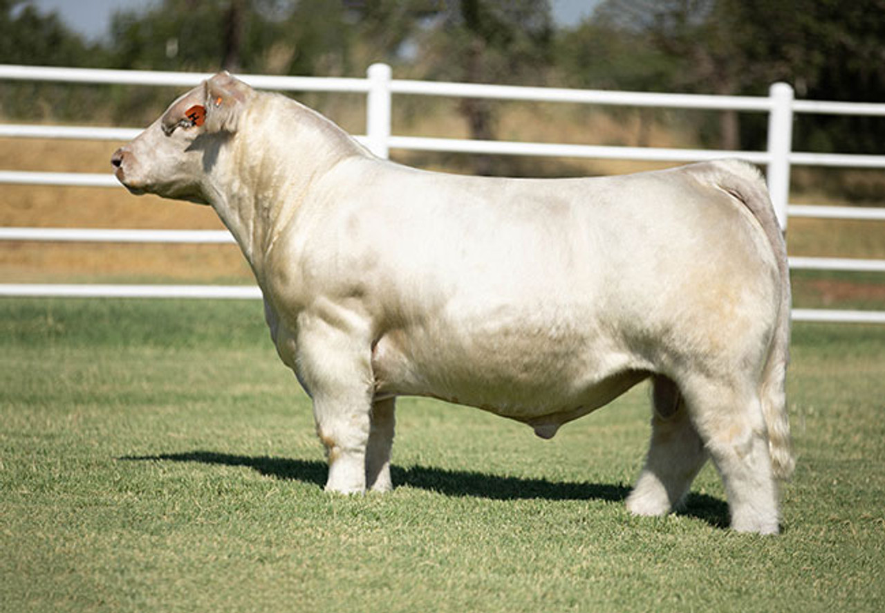 King of Kings • Cattle Visions • Premier Multi-Breed Online Semen 