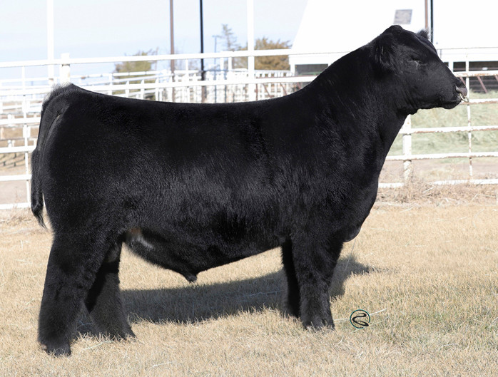BBR KINGSTON 68K ET • Cattle Visions • Premier Multi-Breed Online