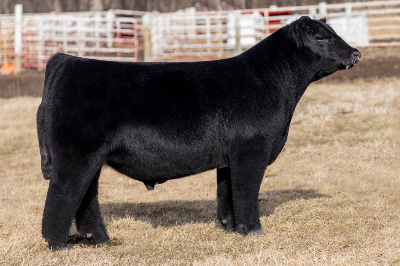 BBR MAINE ATTRACTION 370K ET • Cattle Visions • Premier Multi-Breed ...