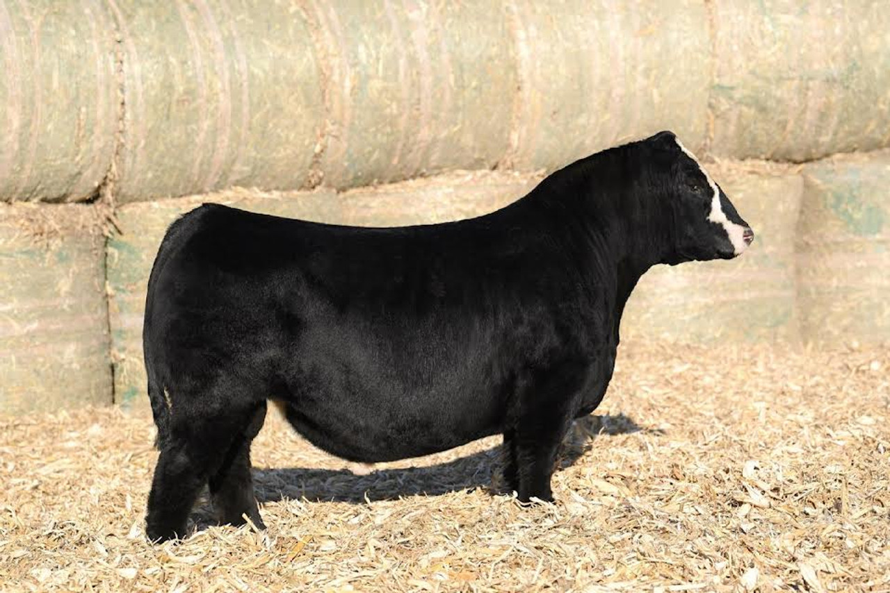 ZTGC JUST CUZ 52K • Cattle Visions • Premier Multi-Breed