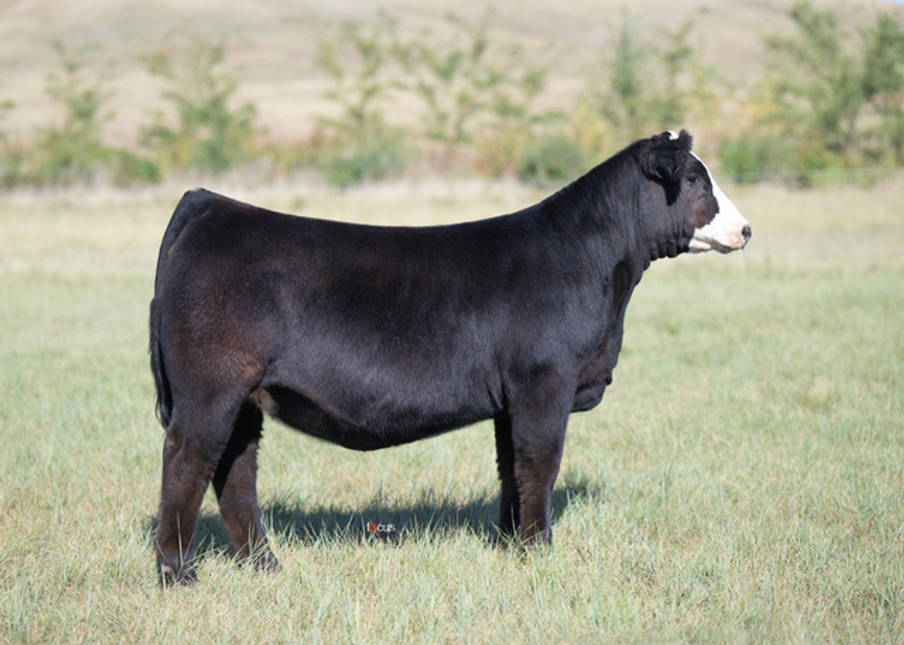ZTGC JUST CUZ 52K • Cattle Visions • Premier Multi-Breed