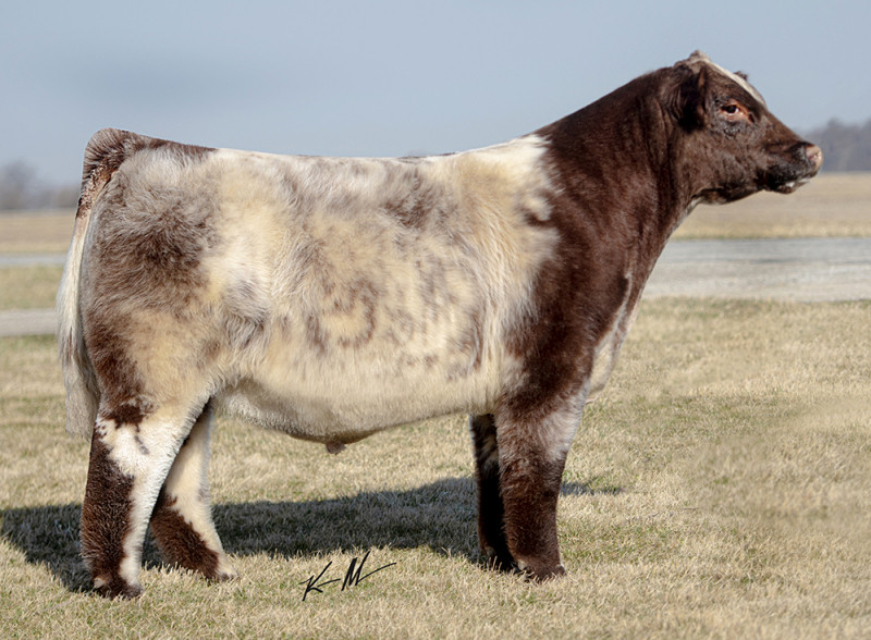 COMPTONS HOW ITS DONE 208J • Cattle Visions • Premier Multi-Breed