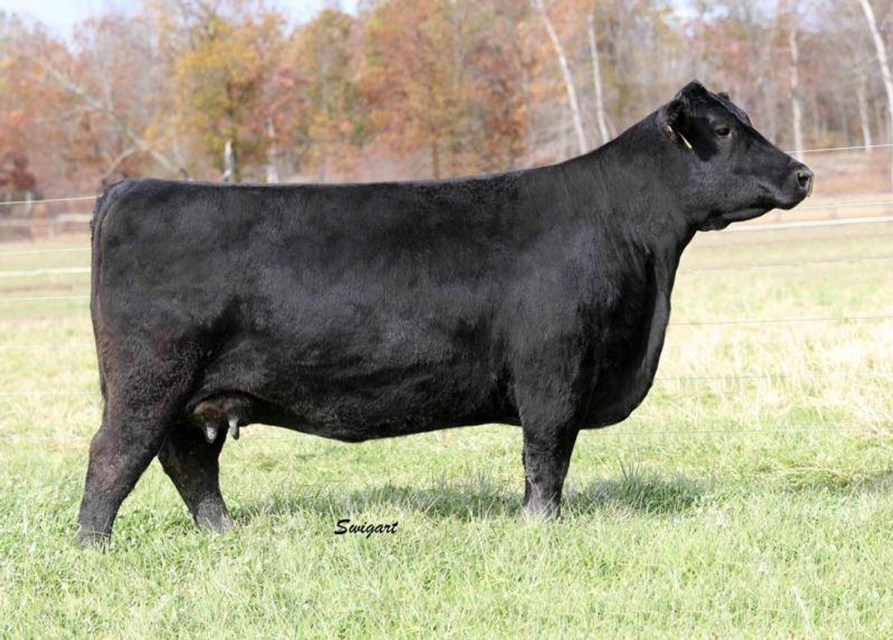Linz Exemplify 71124 • Cattle Visions • Premier Multi-Breed