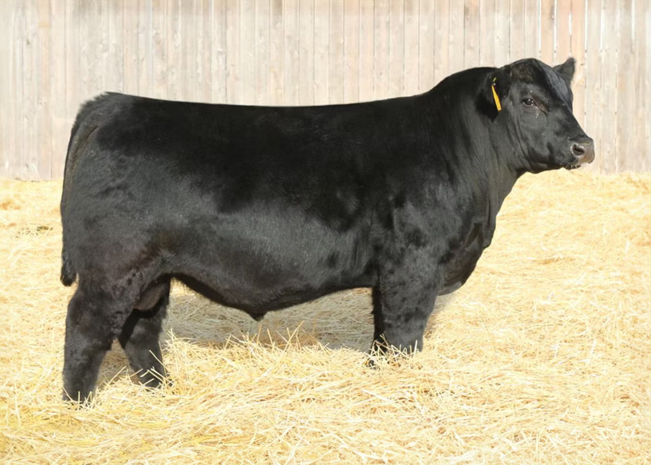 Sitz Feat 729H • Cattle Visions • Premier Multi-Breed Online