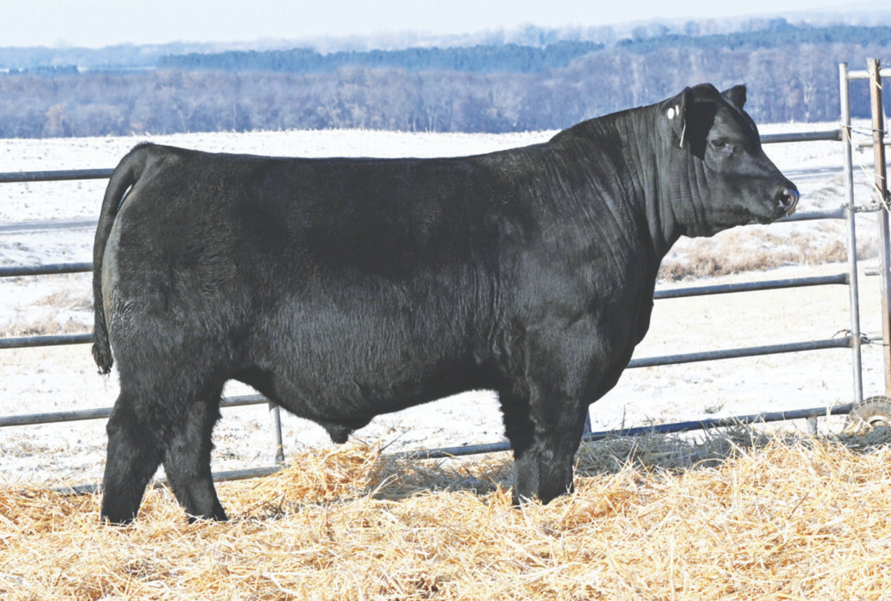 趣味・スポーツ・実用 Consider a Cylindrical Cow: More Advent 趣味・スポーツ・実用 Consider a Cylindrical Cow: More Advent