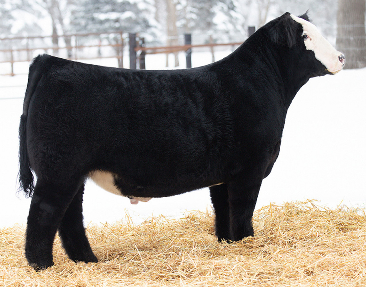 ONLY ONE • Cattle Visions • Premier Multi-Breed Online Semen