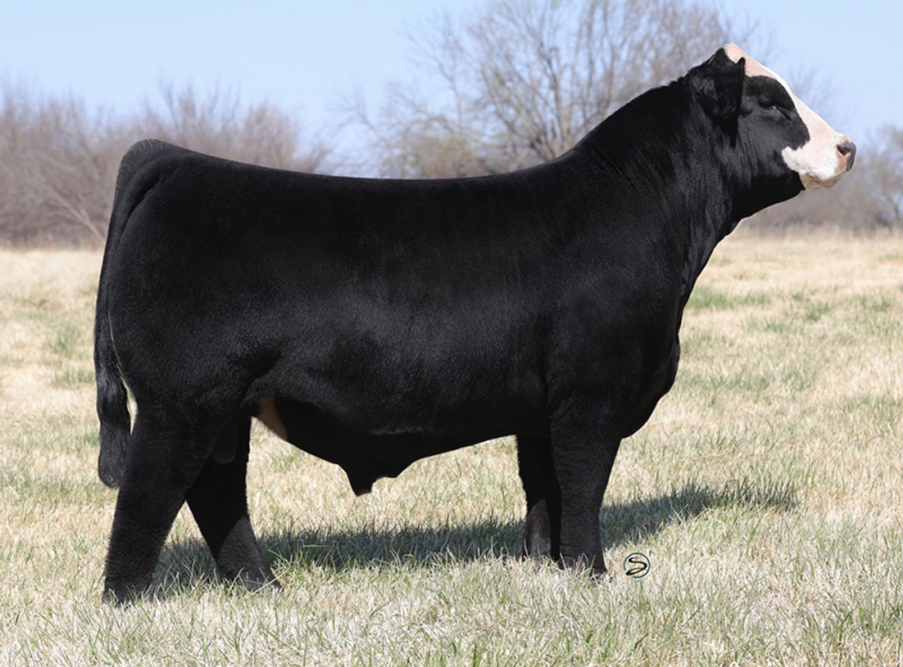 GOE LETS ROLL 749J • Cattle Visions • Premier Multi-Breed