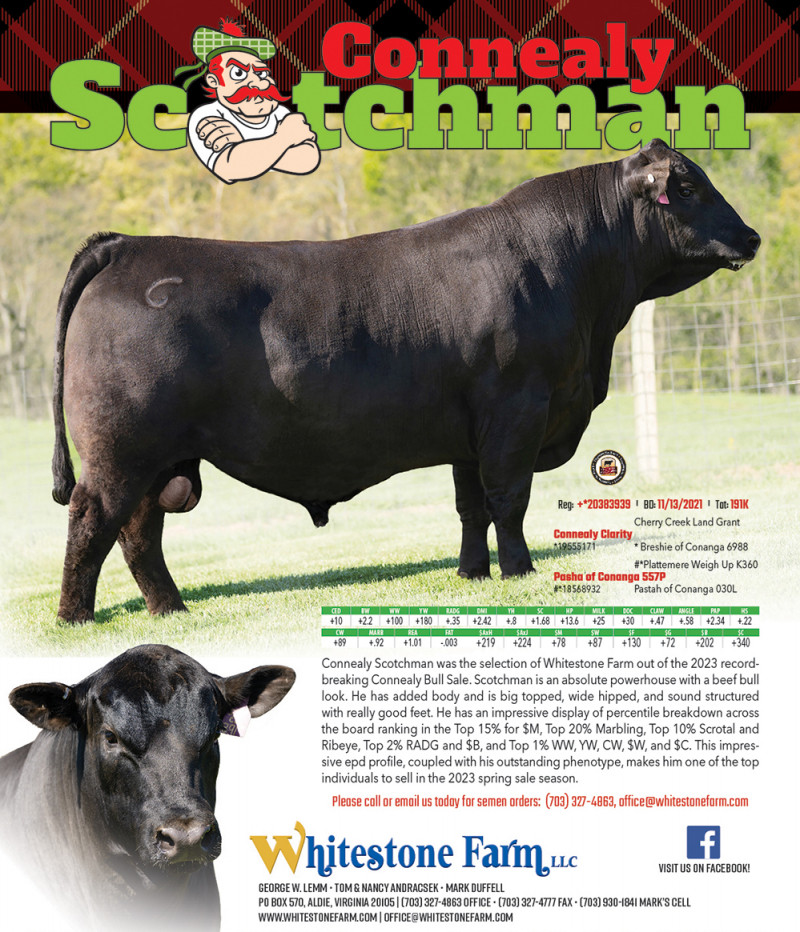 Connealy Commerce Connealy Scotchman • Cattle Visions • Premier Multi-Breed Online Semen ...