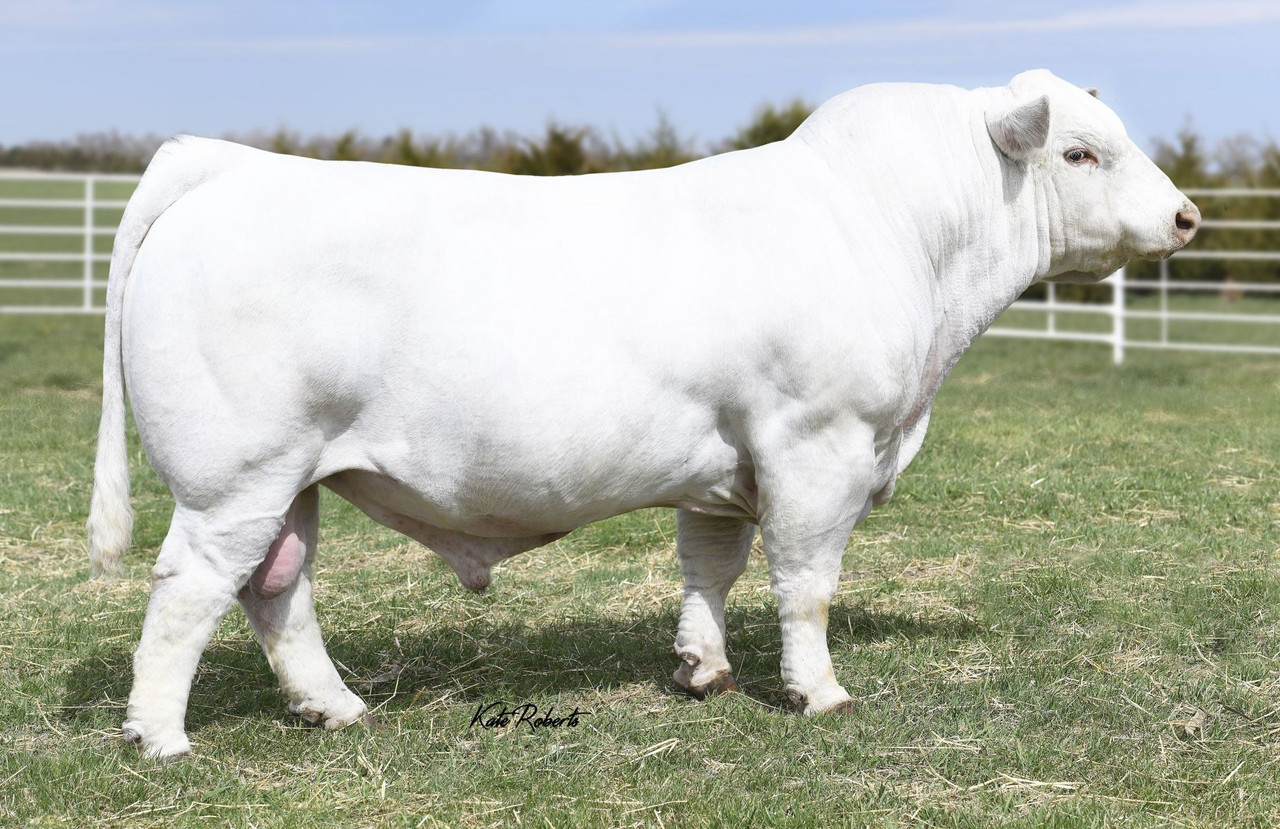 M&M Outsider 4003 PLD(Female Sexed) - CATTLE VISIONS