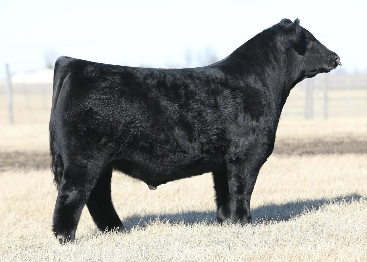 JCCO All Terrain 35K - CATTLE VISIONS