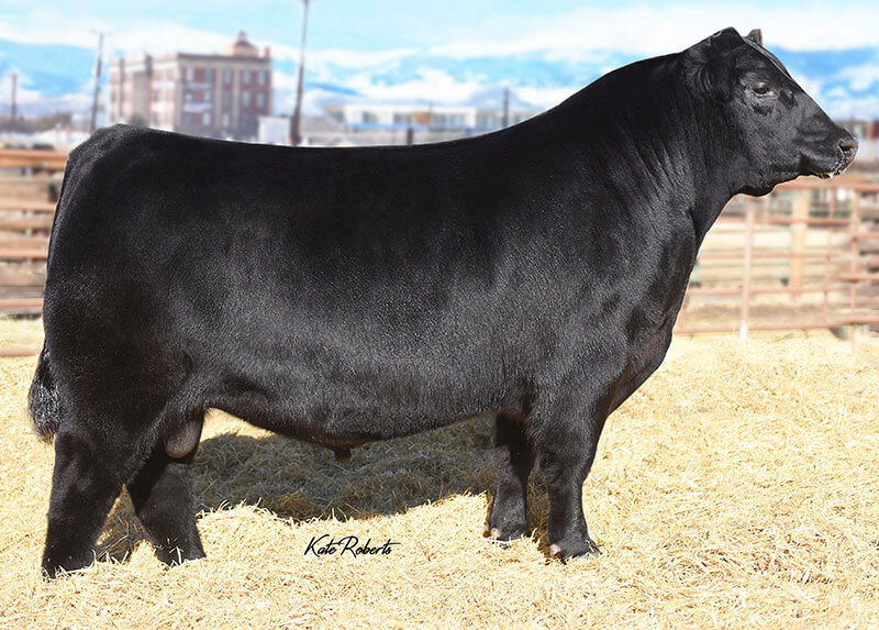 Musgrave Sky High 1535 • Cattle Visions • Premier Multi-Breed