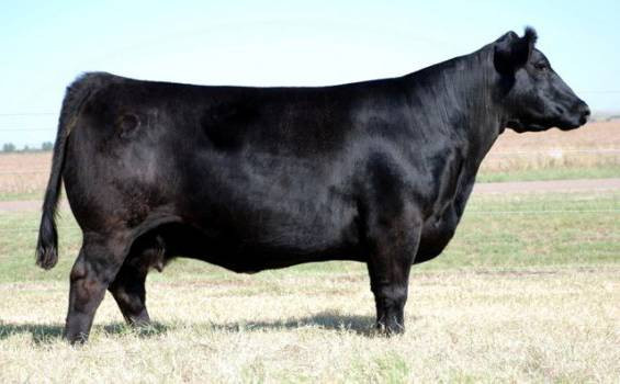 Silveira Hara The Show 5000 • Cattle Visions • Premier Multi-Breed