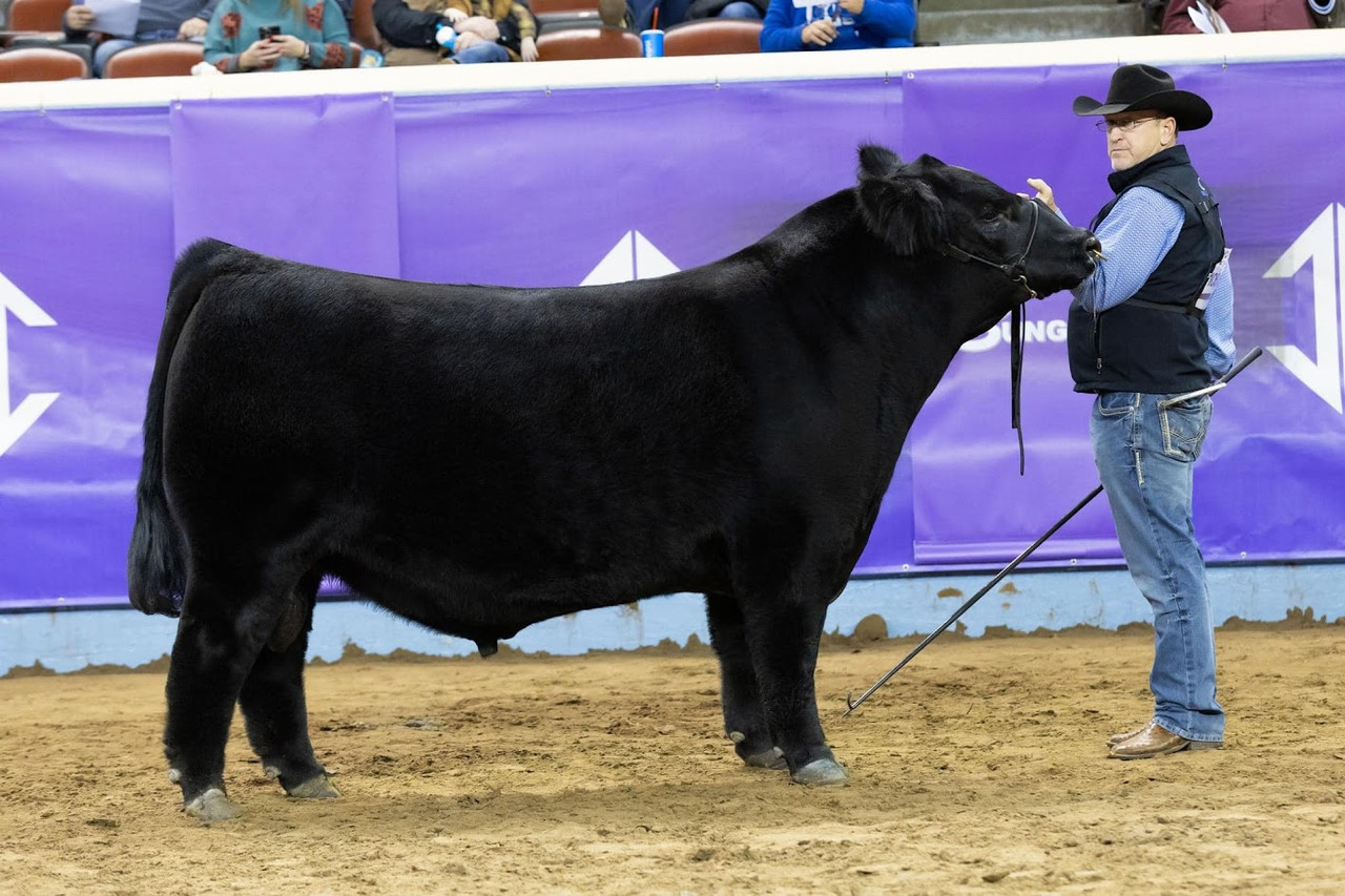 BULL369 81fxwJfbQLL._UF894,1000_QL80_.jpg