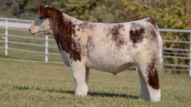 FSF PERFECTION 812 • Cattle Visions • Premier Multi-Breed Online Semen ...