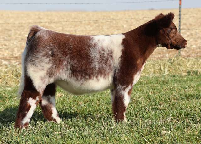 FSF PERFECTION 812 • Cattle Visions • Premier Multi-Breed Online Semen ...