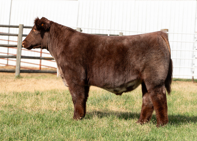 FSF PERFECTION 812 • Cattle Visions • Premier Multi-Breed Online Semen ...