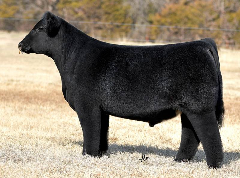 refomed×ccu GCC Flip Side • Cattle Visions • Premier Multi-Breed Online Semen