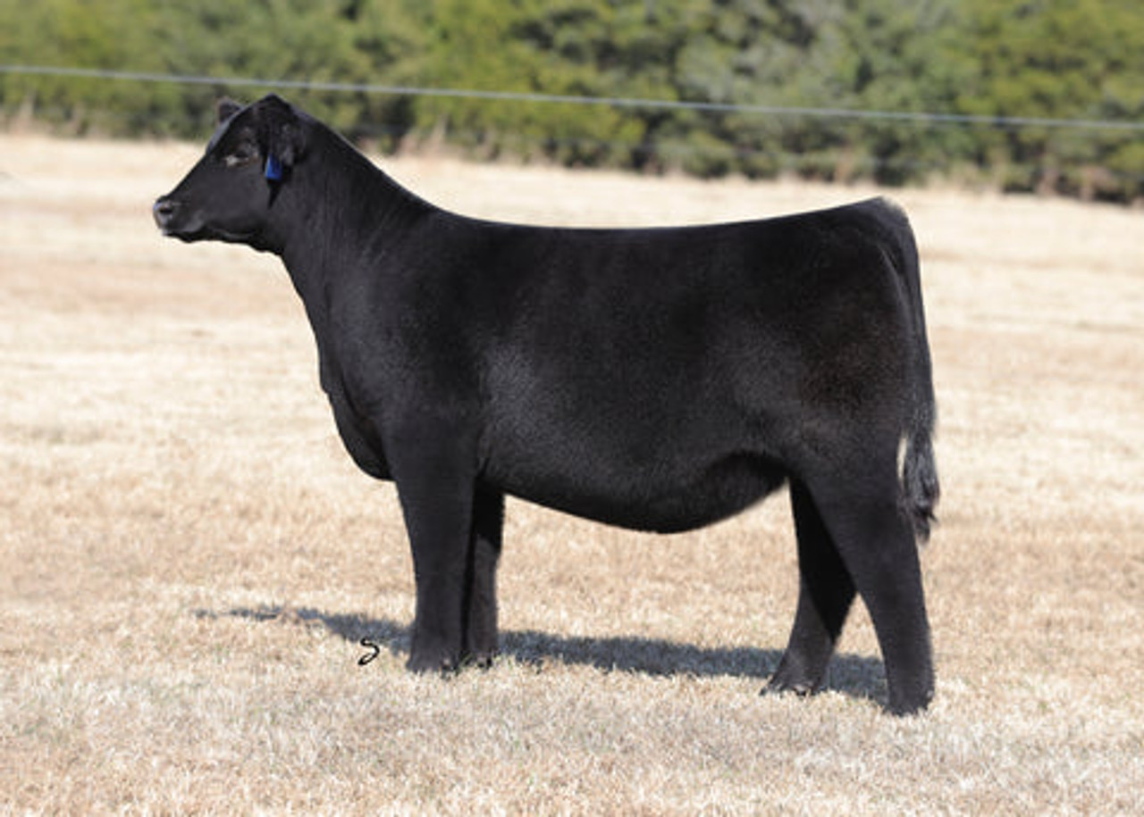 GEFF COUNTY O • Cattle Visions • Premier Multi-Breed Online