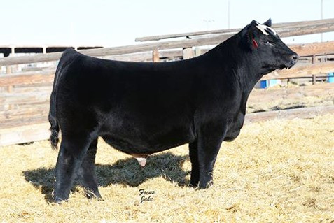 GLS/JRB CASH FLOW 163C • Cattle Visions • Premier Multi-Breed Online ...